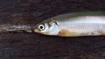 Fresh Smelt Fishon Wooden Wallpaper