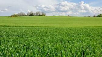 Green Wikipedia