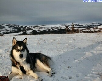 Wallpaper Alaskan Malamute In Alta Definizione HD