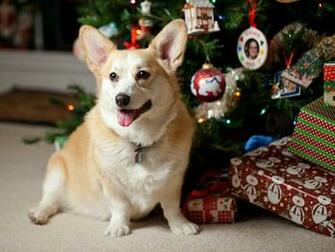 Christmas Corgi Picture