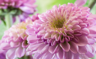 Flower Purple Dahlia Photos With High Qualit HD Desktop Wallpaper