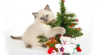 Cat Is Pet Animal Cats Have Different Colors Are Very Beautiful