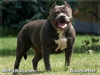 Walking Biggs Pit Bull Nose Colors