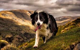 Desktop HD Wallpaper S Border Collie