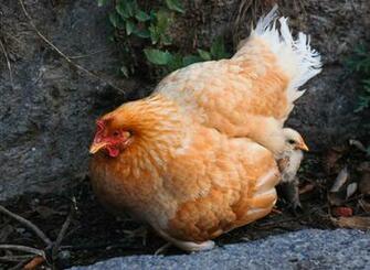 Nepal Chicken Wallpaper