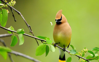 Bird Wallpaper
