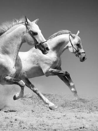 White Horses Screensaver For Amazon Kindle