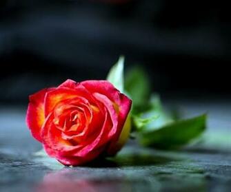 Rose Screensaver Wallpaper To Full Size More Red