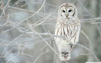 Welcome To Animal Cognizance Animals Living Through Winter