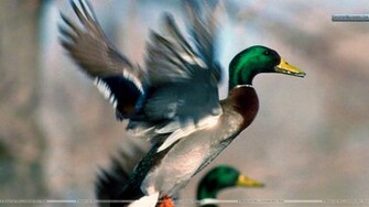 Mallard Ducks Wallpaper
