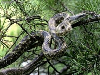 Black Snake Wallpaper Part Two All About World Tattoo