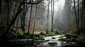 Peering Out From Dark And Mysterious Woods Wallpaper