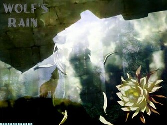 Wallpaper Wolf S Rain Fond D Cran Photos