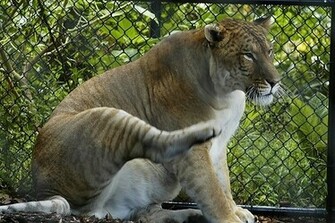 Liger Wallpaper Image In The Ligers Club Tagged
