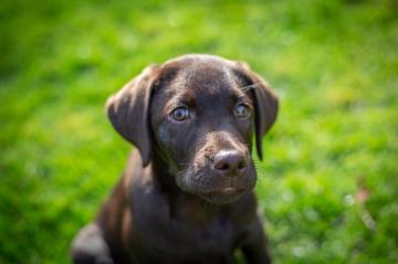 Chocolate Labrador Retriever Puppy On Green Grass Field During