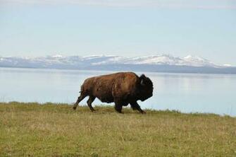 Desktop HD Wallpaper S American Bison