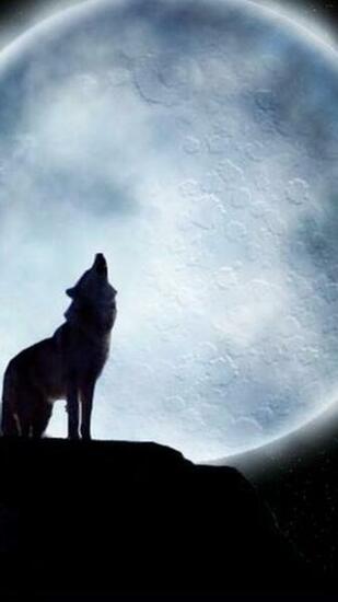 Lone Wolf Wallpaper