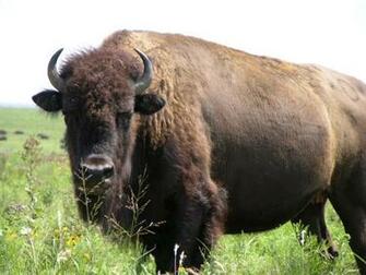 Buffalo Wallpaper Picture Photo Animal