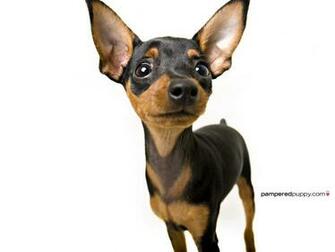 Funny Chihuahua Wallpaper For Desktop
