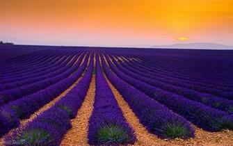 Lavender Field Wallpaper