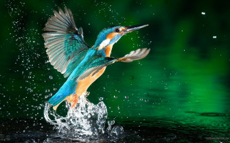 Bird Wallpaper For Walls