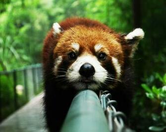 Cute Red Panda Desktop Pc And Mac Wallpaper