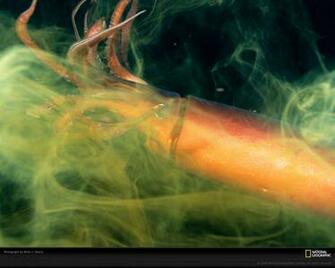 Giant Squid Wallpaper