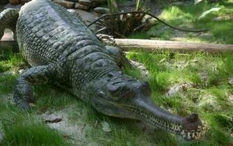 Scary Gharial Crocodile Desktop Wallpaper Background
