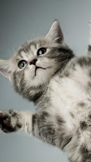 Cute Kitten Paw iPhone Wallpaper 5s