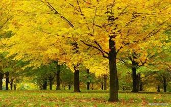 Nature Background In High Quality HD By David Dekel Sun