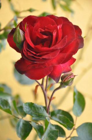 Most Beautiful Flowers HD Wallpaper On