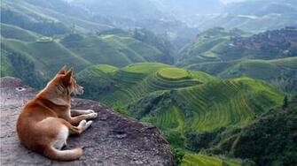 Nature Wallpaper Animals Dogs HD Desktop