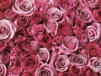Wallpaper Pink Roses