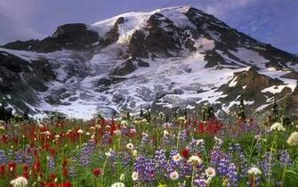 Wildflowers In The Mountain Meadow Wallpaper