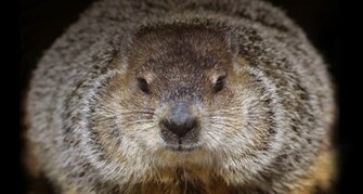 Big Groundhog One Of The Groundhogs At Brookfield Zoo