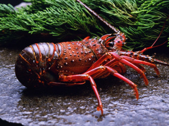 Lobster HD Wallpaper