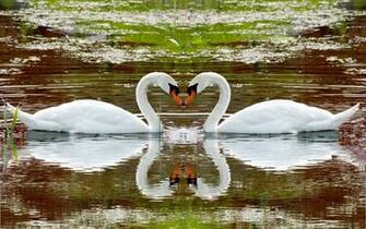 Swan Lake Swim Steam Fidelity Reflection Heart Stock Photos