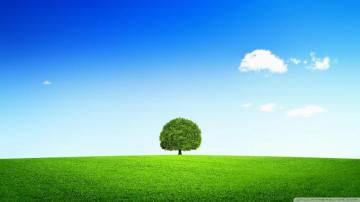 Tree Wallpaper To Use As Background Technocrazed