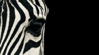 Animal Wallpaper Archives Getwall Net