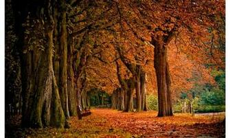 Park Autumn Wallpaper