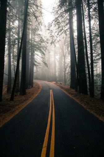 Wallpaper Forest Trees Fog Road Wallpapermaiden