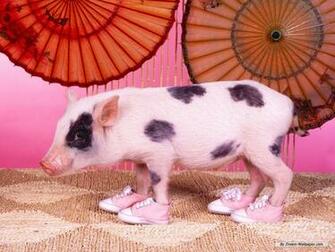 Wallpaper Animal Lovely Pig