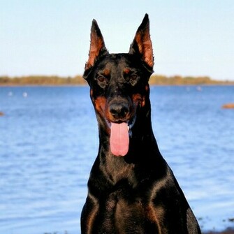 Doberman Pinscher iPad Wallpaper Cute