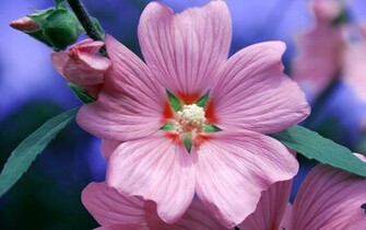 Pick A Flower Wallpaper HD