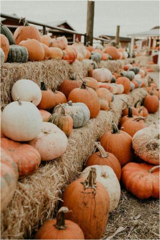 Pumpkin Parade Fall Wallpaper Cute Halloween