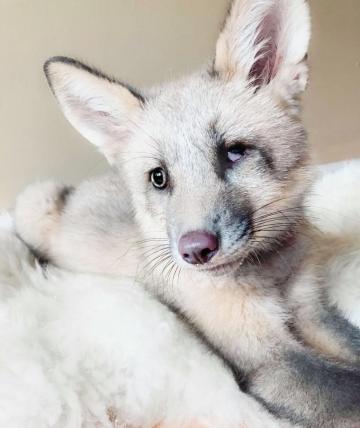 Juniperfoxx