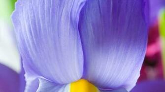 Purple Iris Wallpaper