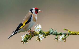 Bird On Flower Branch HD Wallpaper Res