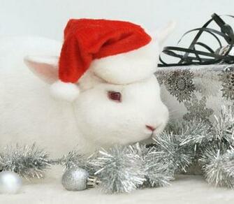 Lapin De No L Wallpaper