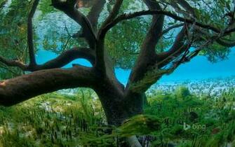 Bing Releases The Ten Best Image Of As Wallpaper Screensaver